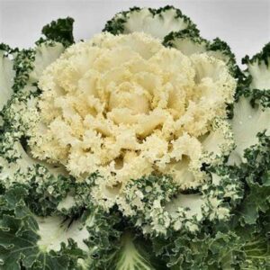 WILLVINE VNR -IX Osaka White Flowering Ornamental Cabba...