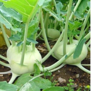 BDSresolve Knol Khol Seeds Hybrid-F1 Hybrid Vegetable S...