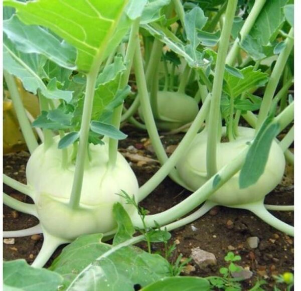 BDSresolve Knol Khol Seeds Hybrid-F1 Hybrid Vegetable S...