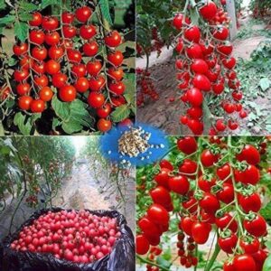 Qualtivate ® High Yield Hybrid" RED CHERRY TOMATO" Vege...