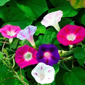 CYBEXIS GBPUT-27 - Morning Glory Flower F1 Hybrid - (90...