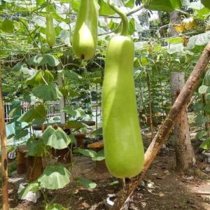 BJUBAS Top Quality Bottle gourd seeds PACK OF 46 Seed