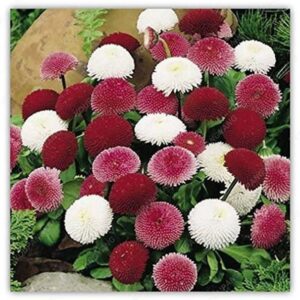 VibeX ™ ICAR-177-Chinese Chrysanthemum Ornamental Flowe...