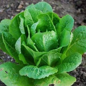 CYBEXIS Lettuce Seeds Open Pollinated Fast Growing 4000...