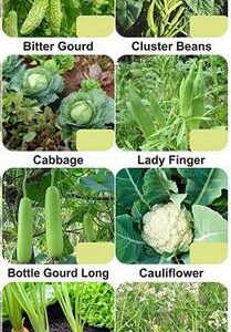 CYBEXIS 12-Varieties-Hybrid Vegetable Seeds Combo Seed