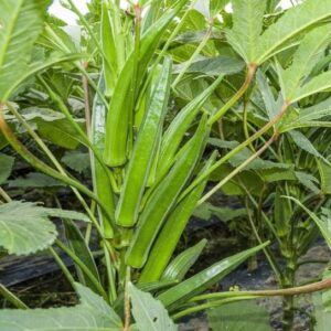 CYBEXIS XLL-69 - Clemson Spineless Okra Ladyfinger - (1...