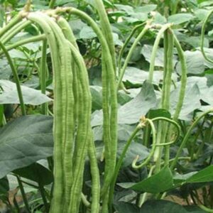 EcoFusion cowpea seeds Seed