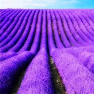 WILLVINE Easy to Grow Seeds,Rare Wildflowers Seeds,Lave...