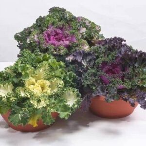 Aywal Ornamental Kale Seed