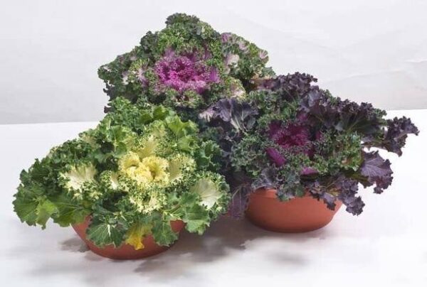 Aywal Ornamental Kale Seed