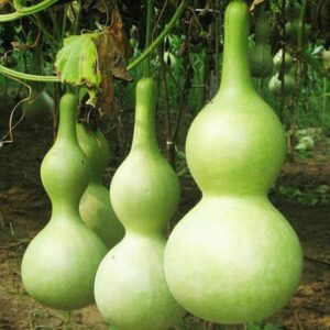 WILLVINE XLL-120 Bottle Gourd Asian Buddha Squash-100 S...