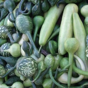 CYBEXIS GUA-83 - Ornamental Birdhouse Bottle Gourd - (1...
