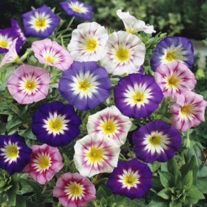 CYBEXIS TLX-24 - Morning Glory Ensign Mix - (900 Seeds)...