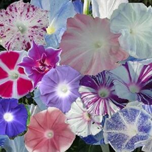 CYBEXIS GBPUT-78 - Morning Glory Mixed Flower pack - (9...