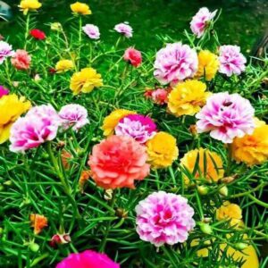 CYBEXIS Time Flower400 Seeds Seed