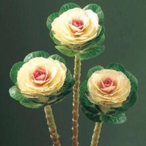 CYBEXIS Ornamental kale Brassica oleracea Seed