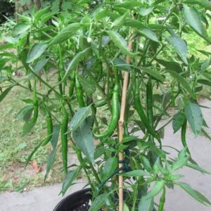 DROXTY ™ XX-430-Hybrid Chilli Pepper High Yield Green l...