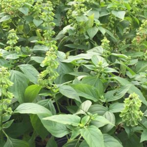 VibeX Basil Seed