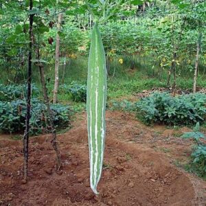 WILLVINE Snake Gourd Seeds - High Yield[100 Gms, 500 Se...