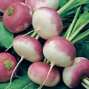 VibeX ® XLS-242 Seeds Hybrid Turnip Purple Top Seed