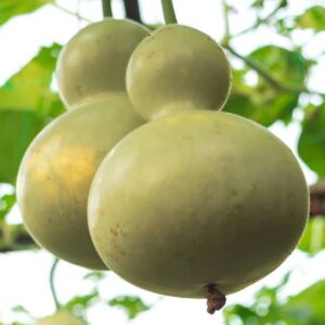 WILLVINE XL-12 Ornamental Birdhouse Bottle Gourd Seed