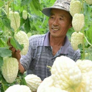 WILLVINE TLX-389 Hybrid Bitter Gourd White Long High Yi...