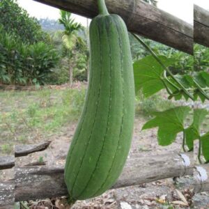 CYBEXIS HUA-65 - Open Pollinated Sponge Gourd - (100 Se...