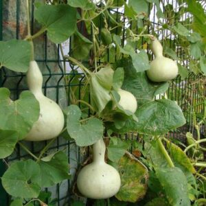 CYBEXIS ATS-67 - Birdhouse Gourd for Planting - (100 Se...