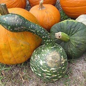 CYBEXIS LX-64 - Birdhouse Gourd for Planting - (100 See...