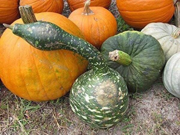CYBEXIS LX-64 - Birdhouse Gourd for Planting - (100 See...