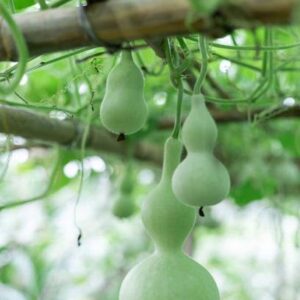 CYBEXIS LX-30 - Bottle/Birdhouse Gourd (Lagenaria sicer...