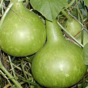 WILLVINE XLR-74 Mix of Large & Medium Bottle Gourd Seed...