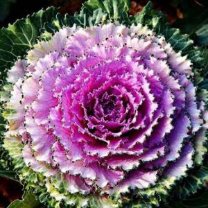CYBEXIS WORLD Ornamental Kale Mix Seed