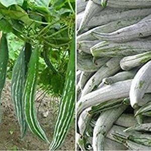 WILLVINE PUAS-111 Open Pollinated Snake Gourd Seeds See...