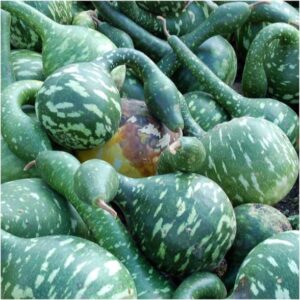 WILLVINE XLL-168 Bottle/Birdhouse Gourd (Lagenaria sice...