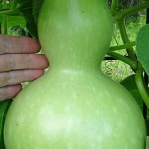 WILLVINE XLR-122 Bottle Gourd Asian Buddha Squash Seed