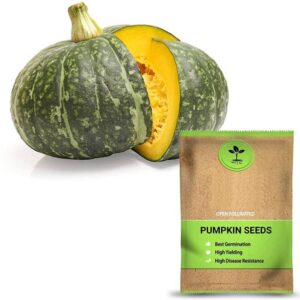 WILLVINE VVI-232 Open Pollinated Pumpkin Seeds Seed