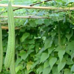 WILLVINE Ridge Gourd Ns 474 High Yield Seeds[50 Gms, 25...