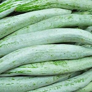 WILLVINE XLL-72 High Yield Snake Gourd Seeds Seed