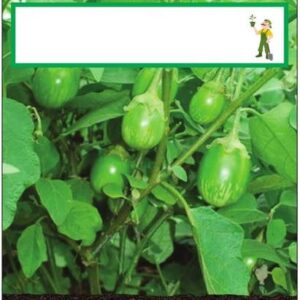 VibeX ™ CBZ-563-Brinjal Vegetable Seeds Seed