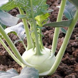 VibeX ™ LXI-02 Hybrid Knol Khol White Vegetable Seeds S...
