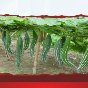 WILLVINE Sow & Grow High Yield Snake Gourd Hybrid F1 Se...