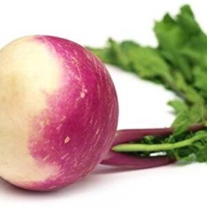 VibeX ™ XLS-123 TURNIP SHALGAM 100% ORGANIC F1 HYBRID S...