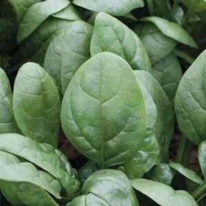 VibeX XL-80 - Tundra Hybrid Organic Spinach - (2250 See...