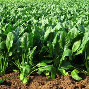 VibeX ® XL-153 Hybrid Spinacia Oleracea Leaf Rich Palak...