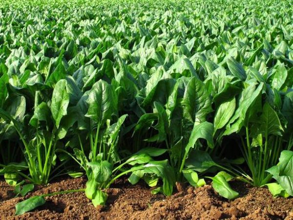 VibeX ® XL-153 Hybrid Spinacia Oleracea Leaf Rich Palak...