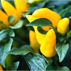 Epazo Ornamental Chilly (Capsicum) Choice Flower Seed