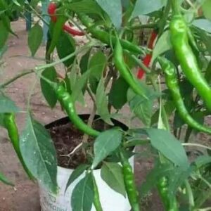 Aywal Ornamental Chilly (Capsicum) Choice Flower Seed