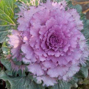 CYBEXIS Hybrid Ornamental Kale Mix Seed
