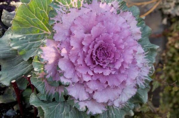 CYBEXIS Hybrid Ornamental Kale Mix Seed